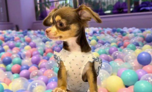 飼い主の膝に乗る妹犬