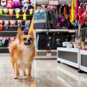 お金をかけなくていい『犬用品』7選　節約のためにできる工夫や注意点まで解説