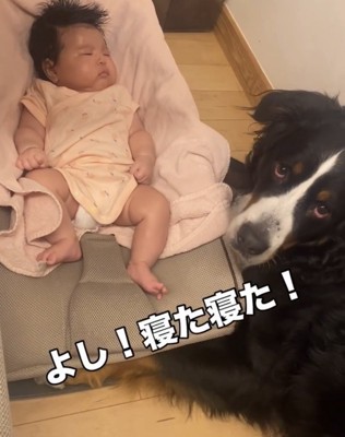 赤ちゃんの横でこちらを見る犬