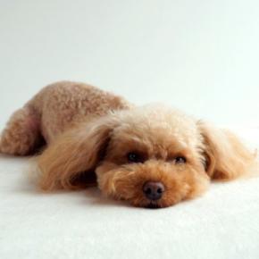 犬からの見逃してはいけない『SOSのサイン』8選　早めに気づいてあげるにはどうしたらいいの？