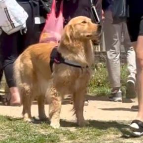 ドッグランで迷子になった大型犬→周りの人に『うちの飼い主、知りません？』と探して…発見した瞬間の『尊い反応』が110万再生「笑顔たまらん」 