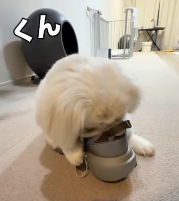 靴に顔をうずめる犬