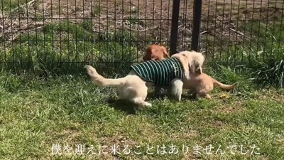 いつまでも迎えに来なかった