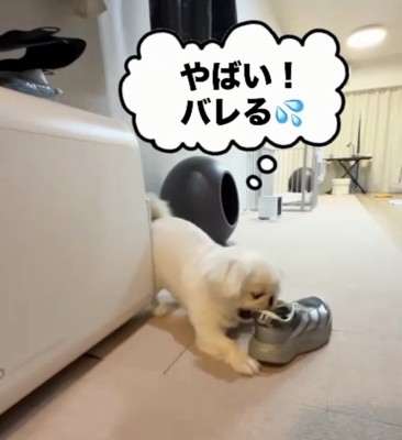 焦る犬