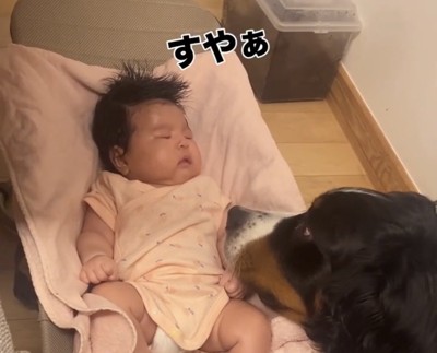 眠った赤ちゃんを見守る犬