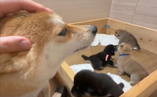 ほっこり