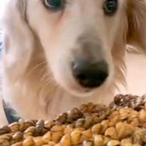『2度も飼い主に捨てられた犬』
