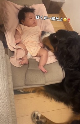 赤ちゃんのそばに寄り添う犬