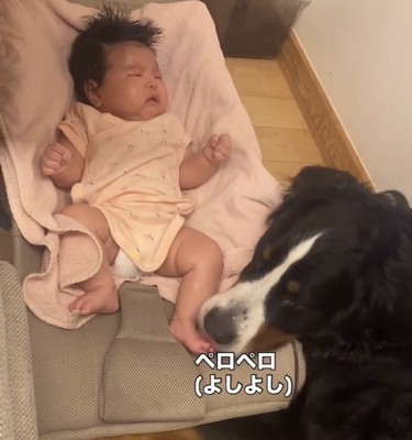 赤ちゃんの足元に顔を寄せる犬