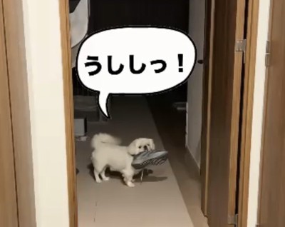 靴を盗む犬