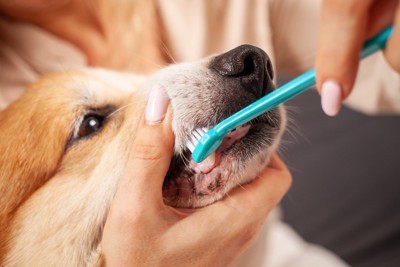 歯みがきされている犬