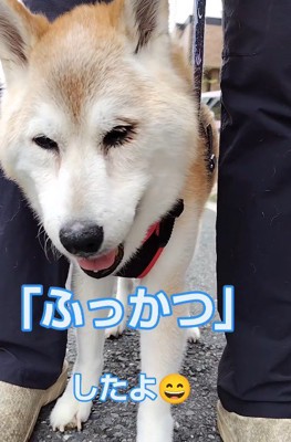 お外へお散歩