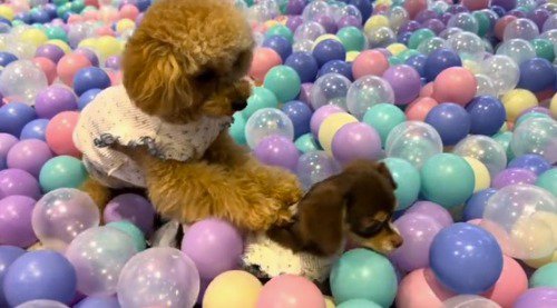 妹犬の背中に乗っている兄犬