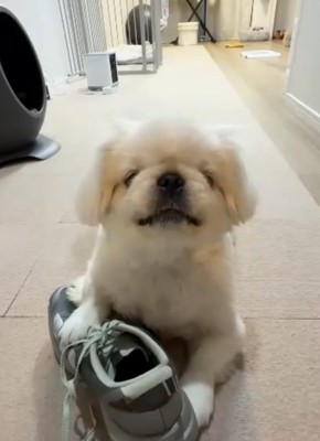 靴を持つ犬
