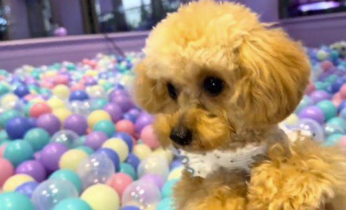飼い主の足に前足を乗せる兄犬