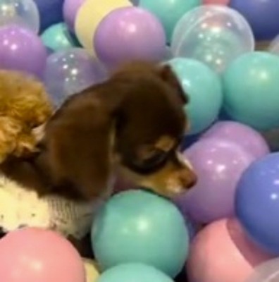 ボールに囲まれている妹犬