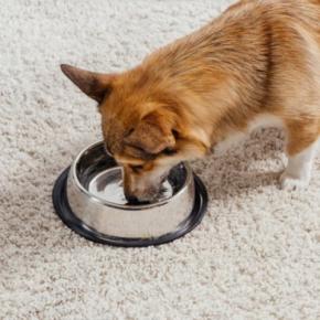 犬に『水分補給』をさせるときのタブー行為6選　水を飲んでくれないときの対処法まで解説
