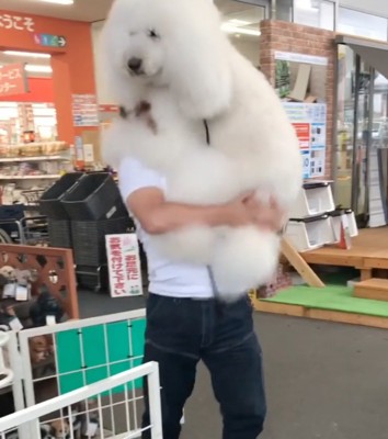 抱っこされる犬