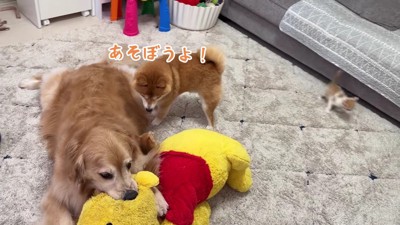 「おもちゃもあるよ…」
