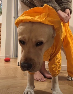見るからにどんより
