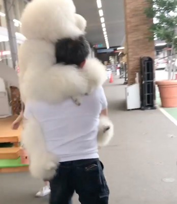 犬を抱えて歩く