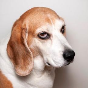 犬が『不機嫌』なときにみせるサイン4つ ふてくされた態度をみせる理由や飼い主がすべき対応まで