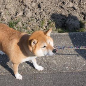 犬が『動物病院』を嫌いになってしまう原因4つ 苦手な場所だと認識させないためにできることとは?