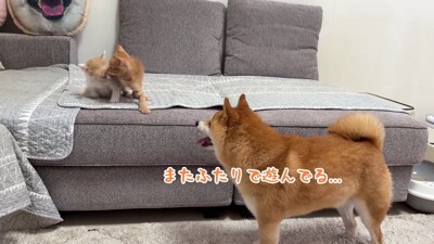 ニャンプロが始まった♪