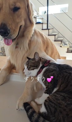 お顔をスリスリ♪