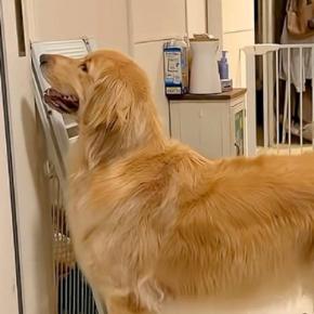 久しぶりに友人がお泊りに来る日→大型犬がドアの前でソワソワして…大好きが爆発している『再会の瞬間』が50万再生「羨まし過ぎ」「最高です」