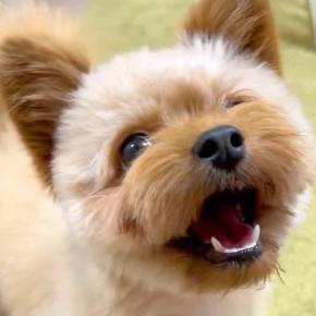 『病院行くよ』と言ったら『美容院』と勘違いし、笑顔になった犬→『違うよ』と伝えたら…まさかの表情に2万いいね「わかりやすw」「光が消えた」