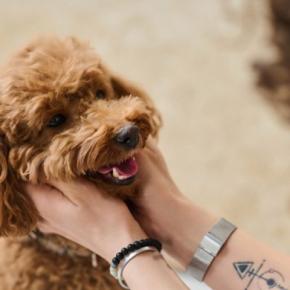 犬に『話しかけた方がいい』といわれる理由3つ　飼い主との会話を理解しているの？