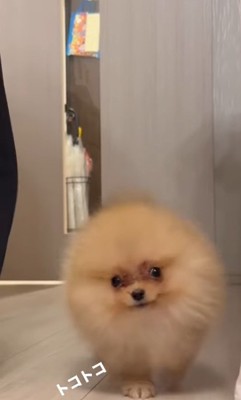 パパさんについて行って…