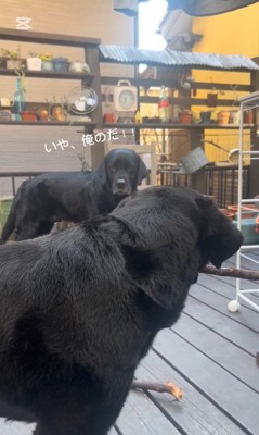 睨み合って「俺のだ！」と主張