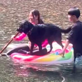 川で『お気に入りの棒』を見つけた大型犬→そのまま遊んでいたら…まさかのハプニングに爆笑続々「クリーンヒットしてて草」「思わず声出たw」