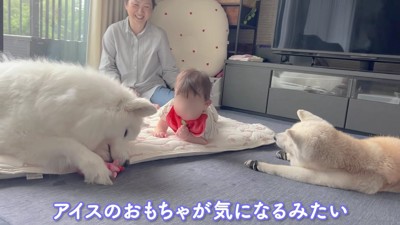 おもちゃで遊ぶアイスちゃんと赤ちゃん
