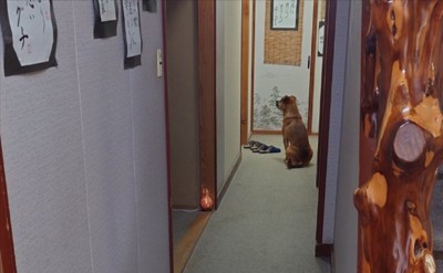 看板犬