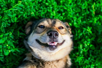 仰向け、犬の笑顔のアップ