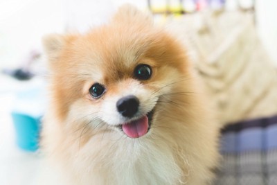 じっと見つめる犬