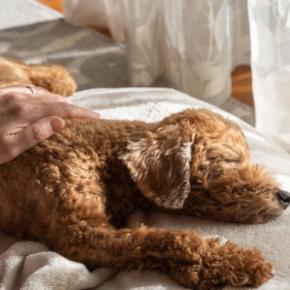 犬が亡くなる前にあらわれる兆候7選 死期が近づいてきたときにみせる行動とは?