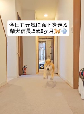 飛び跳ねるような信長くん