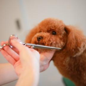 『犬に関わる仕事』年収はどのくらいなの?資格は必要?主な職種や事前に知っておきたいことまで