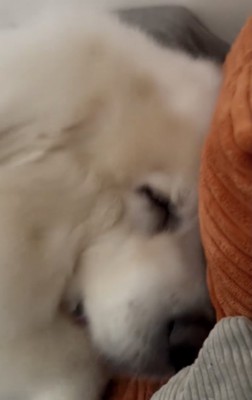 おやすみなさい