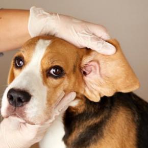 犬の『体臭』がキツイと感じる原因3つ 今日からできるニオイ対策や病気の可能性まで