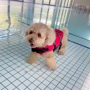 犬が生まれて初めて『プールに入った』結果→可愛すぎる反応と『まさかのハプニング』が10万再生「一生懸命で愛おしいw」「別犬になってて草」