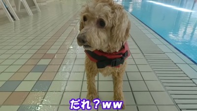 別犬のような姿に(笑)