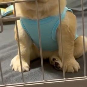 寝る時間になったので『赤ちゃん犬をケージに入れた』結果→ふと顔を見てみると…子犬とは思えない『不満の表情』が28万再生「わかりやすすぎw」