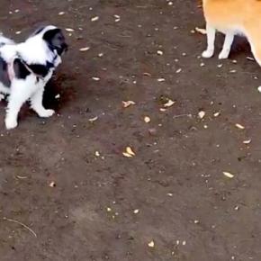 『犬見知りワンコ』がドッグランに集まった結果→『さすがに遊ぶかな』と思ったら…想像以上の光景に2万いいね「みんな地蔵で草」「静かすぎw」