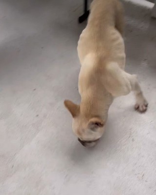 ガリガリの犬を保護