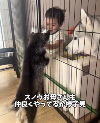 赤ちゃんを見上げる子犬